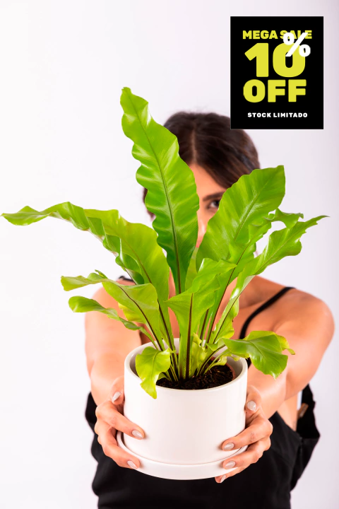 ASPLENIUM EN CILINDRO CON PLATO - comprar online