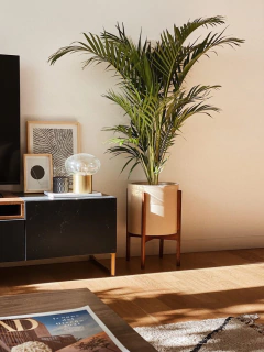 Areca Grande + Boho alto - comprar online