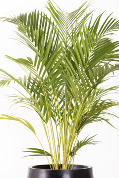 ARECA GRANDE + CIRCULAR 40 - Leontina Almacén de Plantas