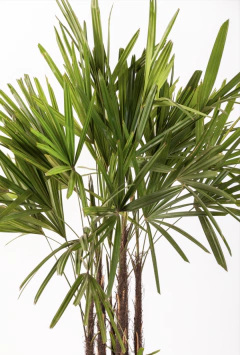 PALMERA RAPHIS - tienda online