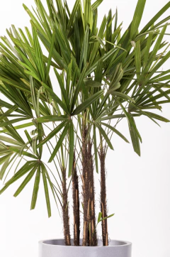 PALMERA RAPHIS EN CIRCULAR 40 - comprar online