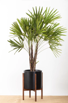 PALMERA RAPHIS EN BOHO ALTO - comprar online