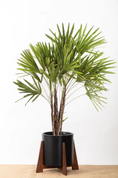 PALMERA RAPHIS EN BOHO BAJO