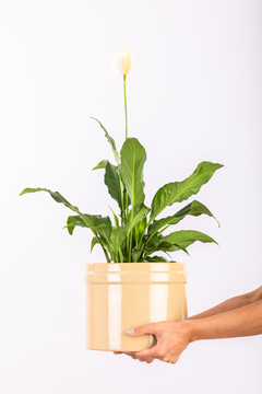 SPATHIPHYLLUM + MACETA PINTOR - Leontina Almacén de Plantas