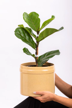 PANDURATA EN PINTOR en internet