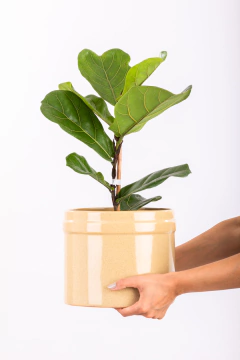 PANDURATA EN PINTOR - comprar online