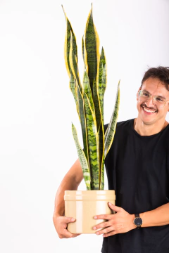 SANSEVIERIA TRIFASCIATA EN PINTOR en internet