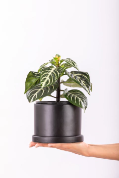 APHELANDRA + CILINDRO CON PLATO