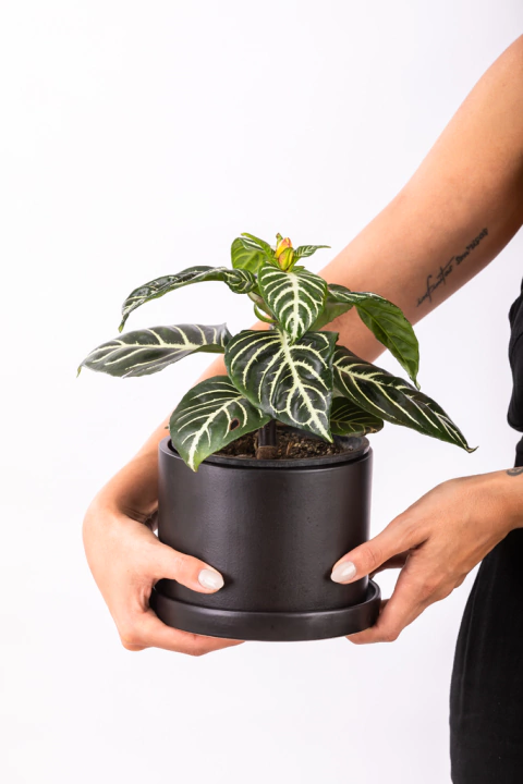 MACETA CILÍNDRICA CON PLATO