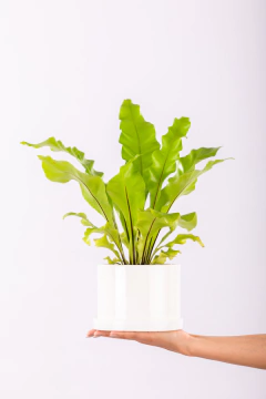 Imagen de ASPLENIUM EN CILINDRO CON PLATO