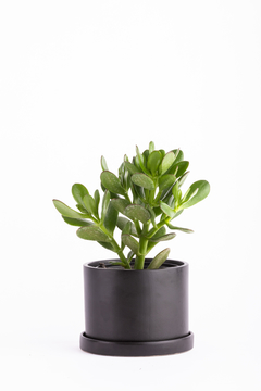 ARBOL DE JADE EN MACETA CILINDRICA CON PLATO