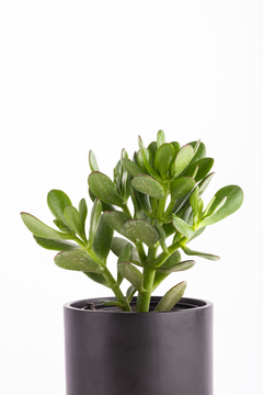 ARBOL DE JADE EN MACETA CILINDRICA CON PLATO - comprar online