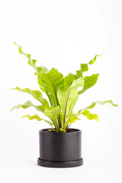 ASPLENIUM EN CILINDRO CON PLATO - tienda online