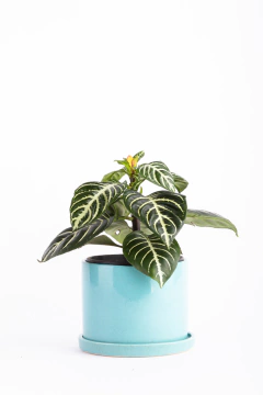 APHELANDRA + CILINDRO CON PLATO - Leontina Almacén de Plantas