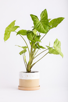 SYNGONIUM EN CILINDRO CON PLATO - comprar online