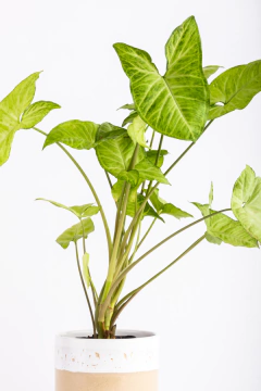 SYNGONIUM EN CILINDRO CON PLATO