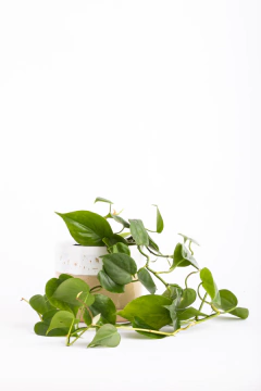 CORDATUM PEQUEÑO EN CILINDRO CON PLATO