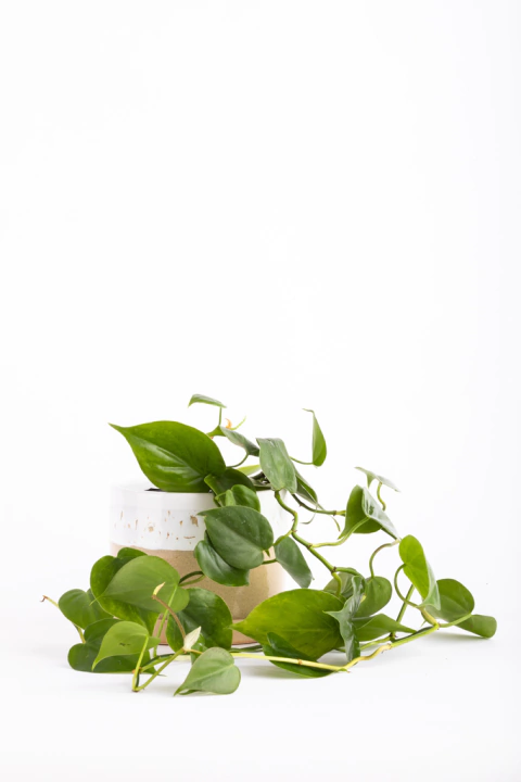 CORDATUM PEQUEÑO EN CILINDRO CON PLATO