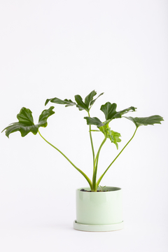 MISIONERO EN CILINDRICA CON PLATO - Leontina Almacén de Plantas