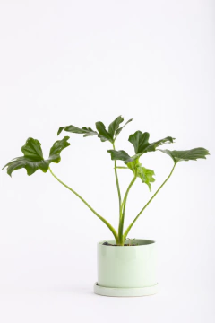 MISIONERO EN CILINDRICA CON PLATO - Leontina Almacén de Plantas