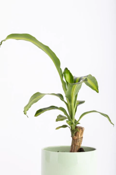 PALO DE AGUA EN CILINDRO CON PLATO - comprar online