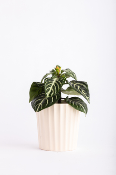 APHELANDRA + MACETA FACETADA