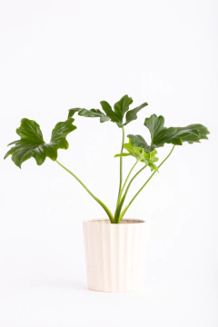 MISIONERO EN FACETADA - Leontina Almacén de Plantas