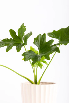 Imagen de MISIONERO EN FACETADA