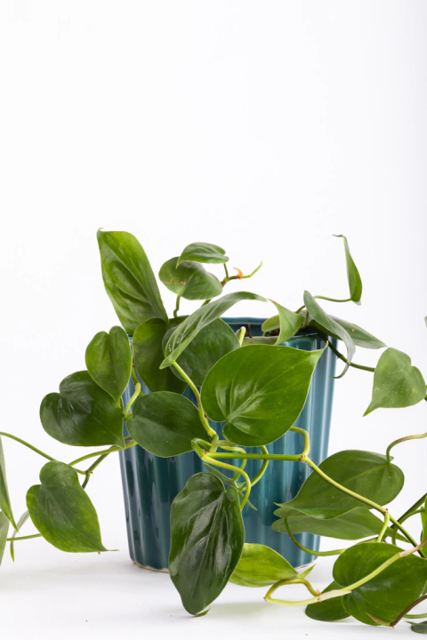 CORDATUM PEQUEÑO EN FACETADA en internet