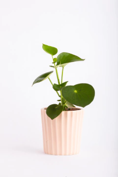 PEPEROMIA RAINDROP EN FACETADA - comprar online