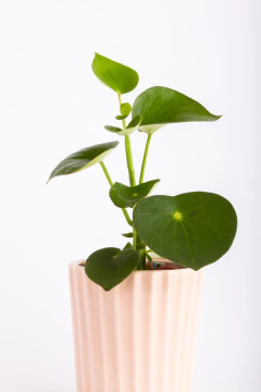 PEPEROMIA RAINDROP EN FACETADA