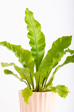 ASPLENIUM EN FACETADA - comprar online