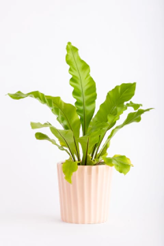 ASPLENIUM EN FACETADA