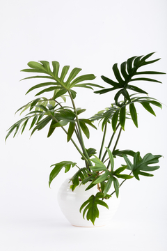 ELEGANS EN ALFA - comprar online