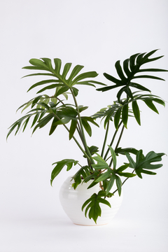 ELEGANS EN ALFA