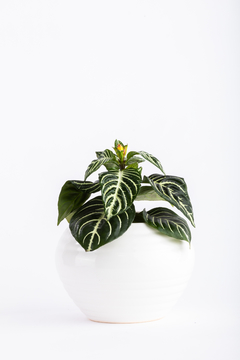 APHELANDRA + ALFA en internet