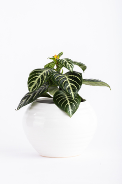 APHELANDRA + ALFA
