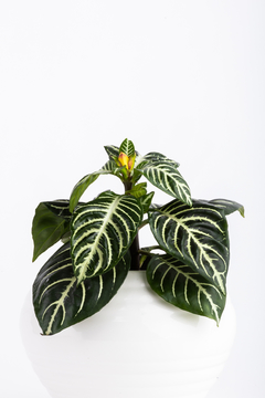 APHELANDRA + ALFA - comprar online