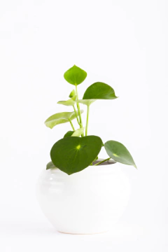 PEPEROMIA RAINDROP EN ALFA