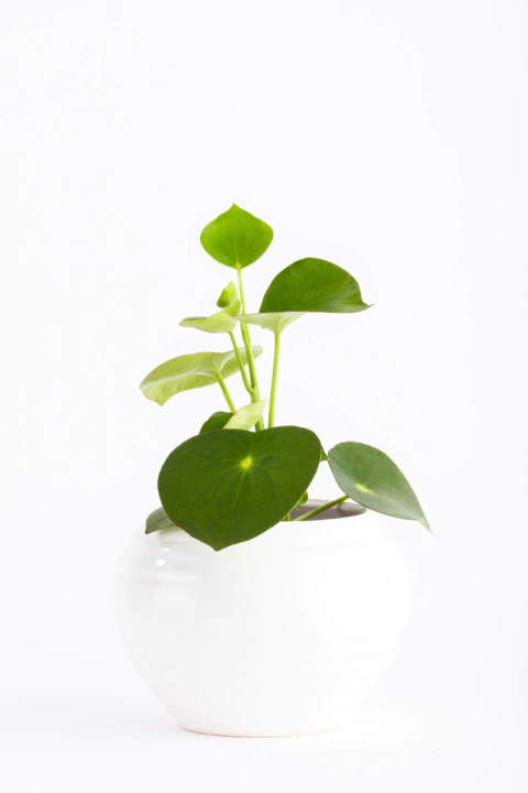 PEPEROMIA RAINDROP EN ALFA