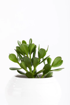 ARBOL DE JADE EN ALFA