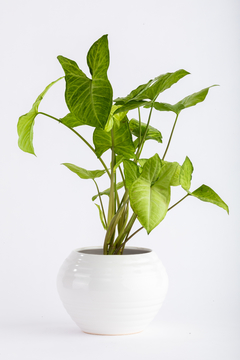 SYNGONIUM EN ALFA