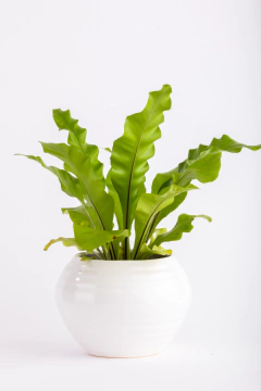 ASPLENIUM EN ALFA