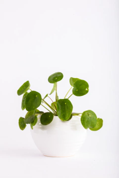 PILEA PEPEROMIOIDES EN ALFA