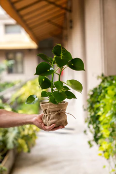 Peperomia Raindrop en internet