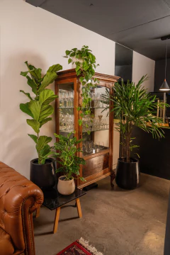 COMBO ERAWAN: PANDURATA + RAPHIS + CORDATUM + PERUVIANO