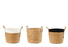 COMBO COSTA RICA: RAPHIS + SPATHYPHYLLUM SENSACION en internet