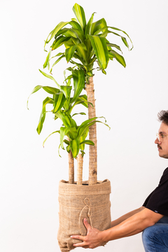 PALO DE AGUA - Leontina Almacén de Plantas