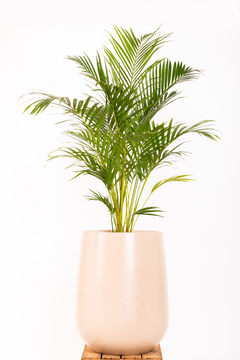 ARECA GRANDE + GOTA GRANDE