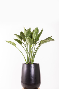 Strelitzia Reginae en gota grande - comprar online